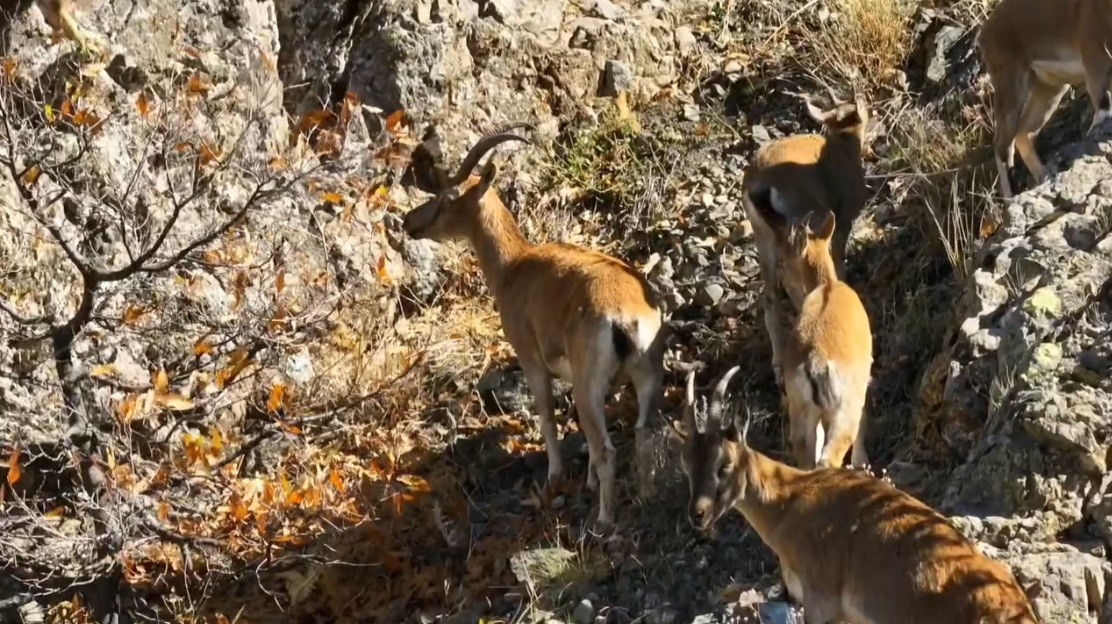 Dağ Keçileri (1)