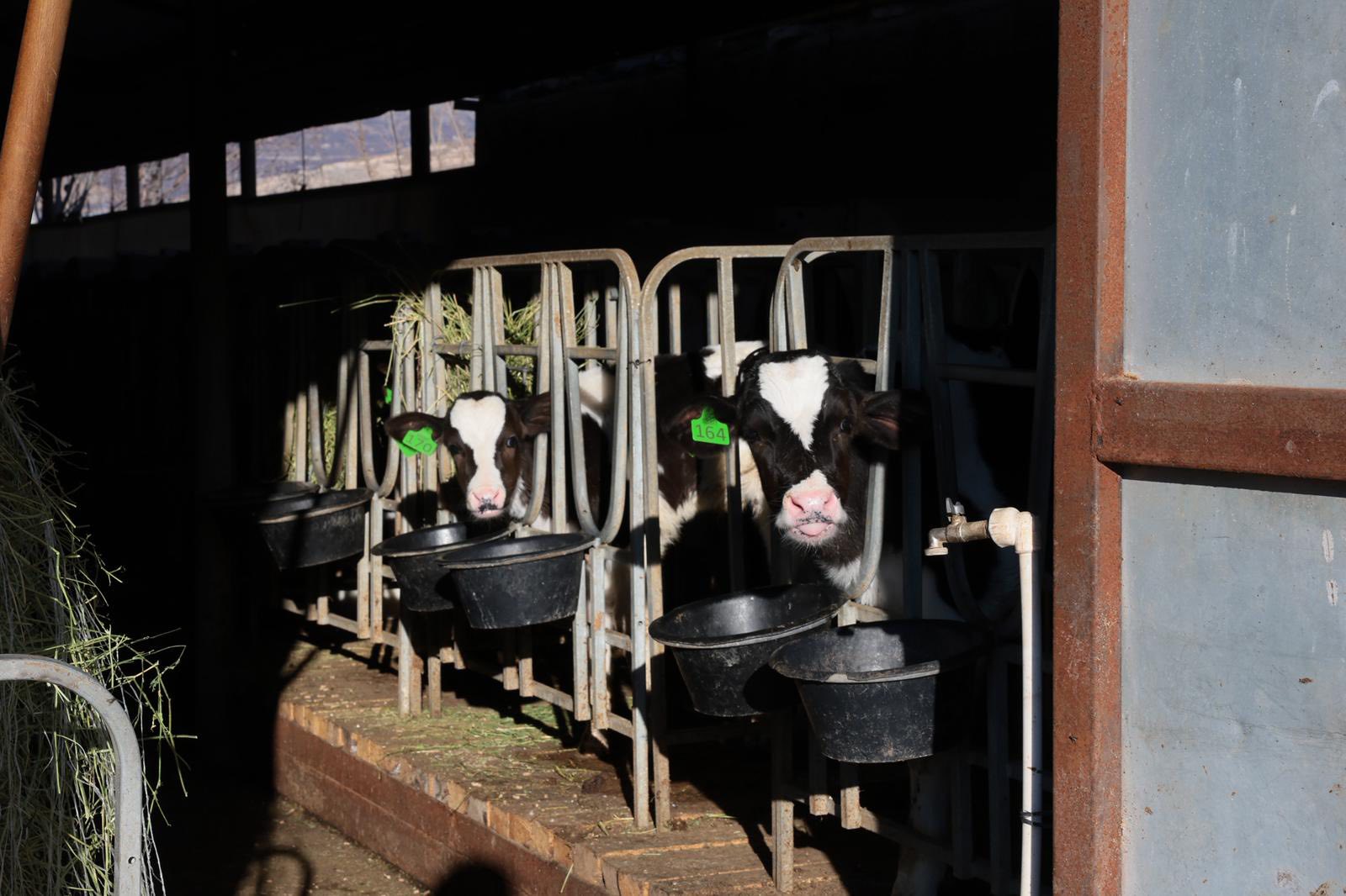 Gökbay Süt Ürünleri 2