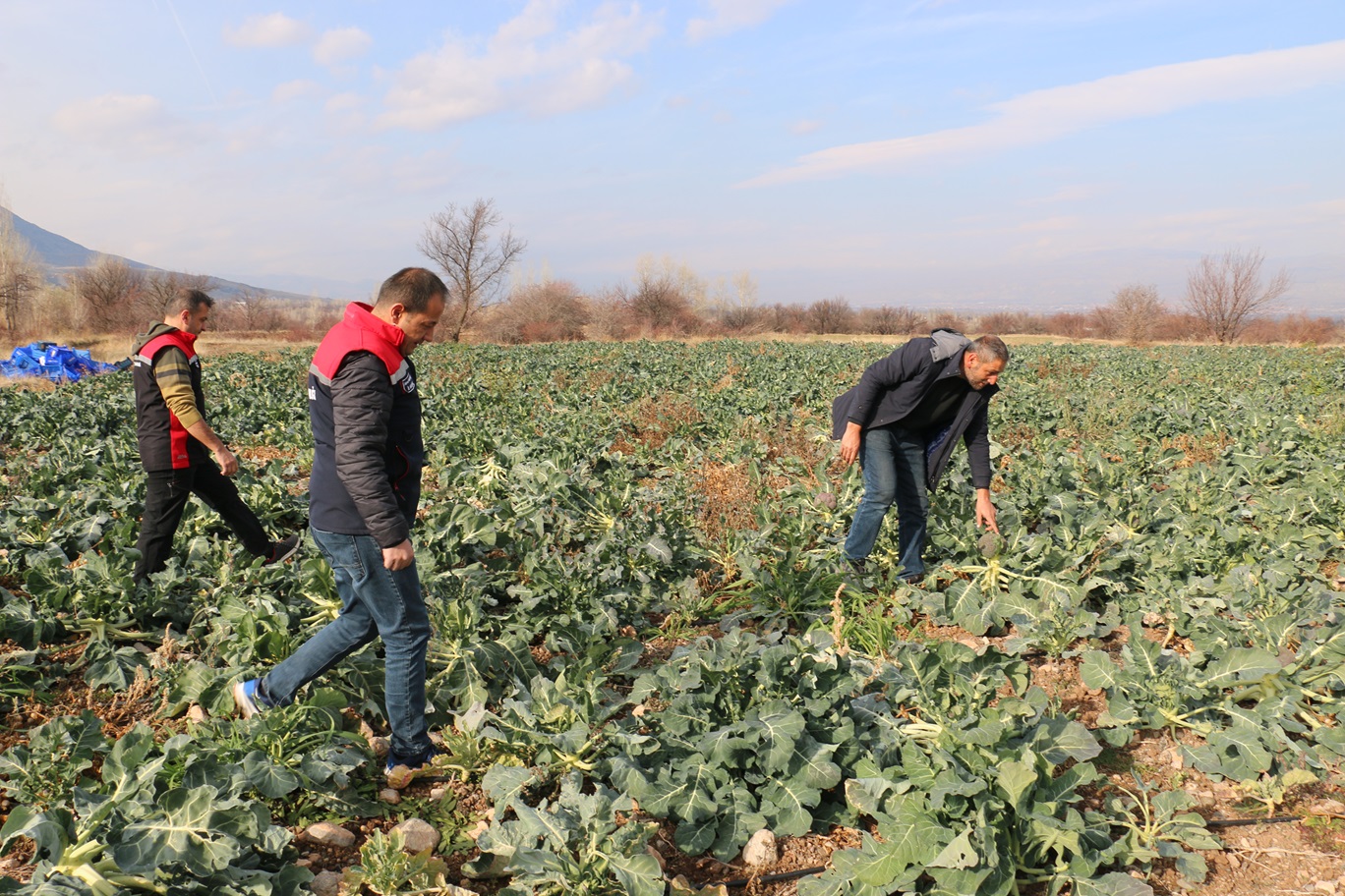 Karnibahar Hasadı 1