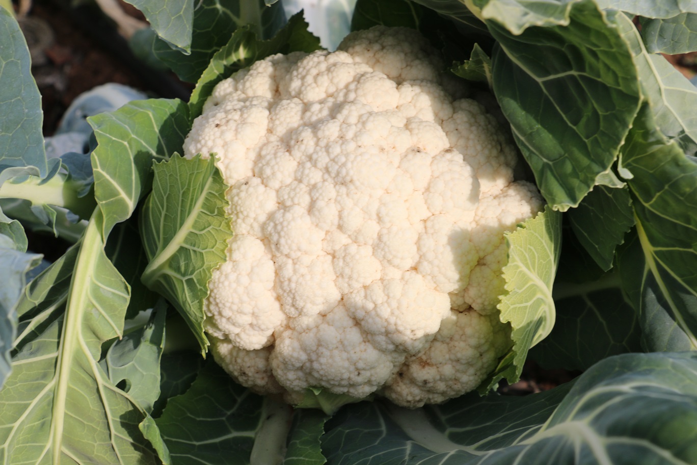 Karnibahar Hasadı 3