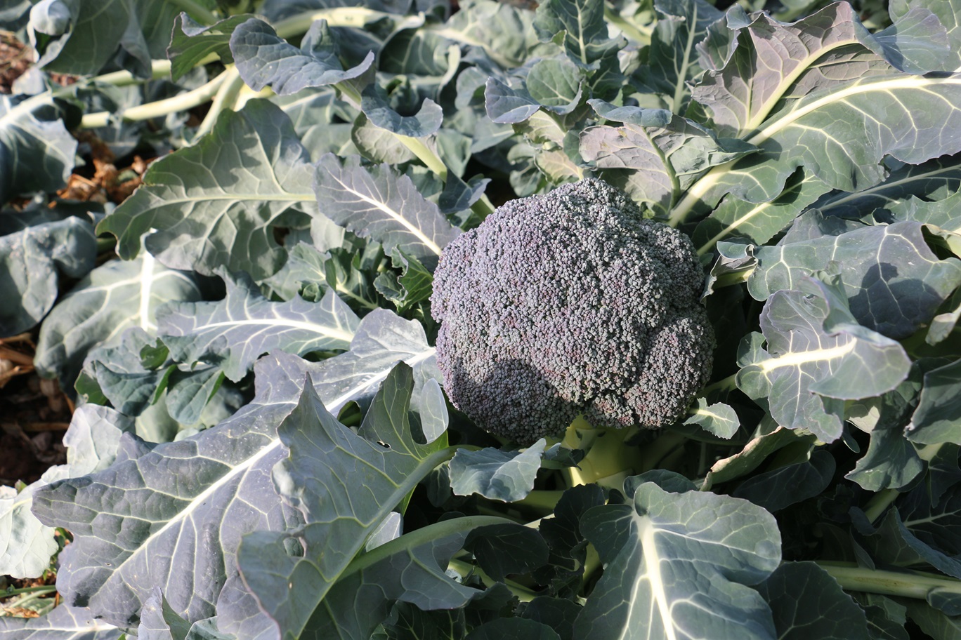 Karnibahar Hasadı 4