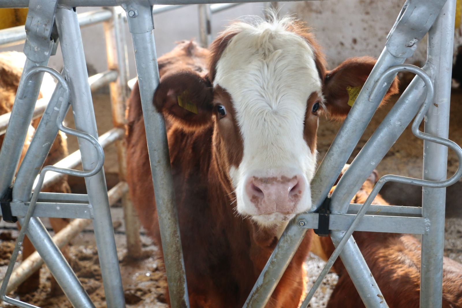 Whatsapp Image 2026 01 22 At 10.07.44 (2)