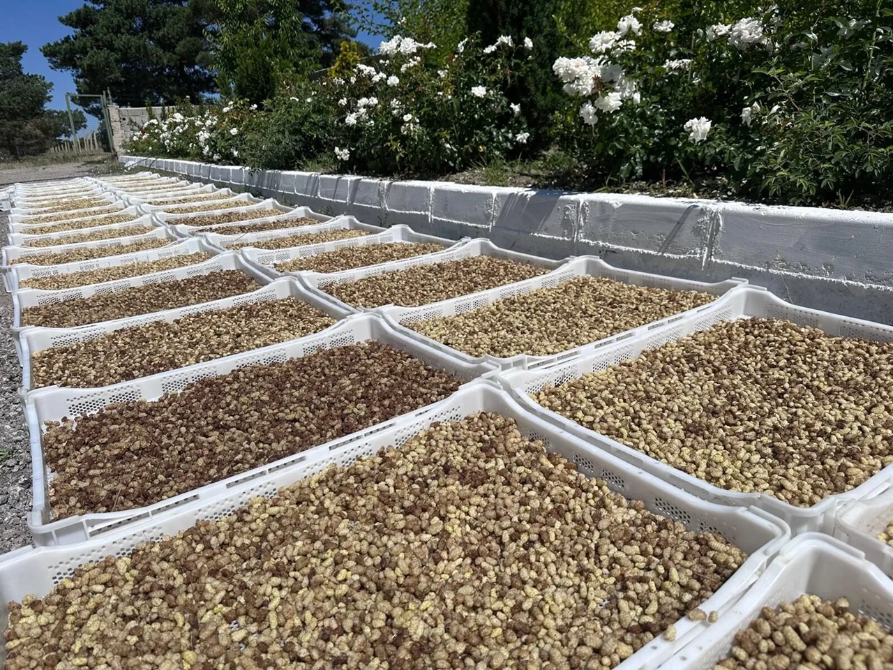 Whatsapp Image 2026 01 22 At 15.43.26