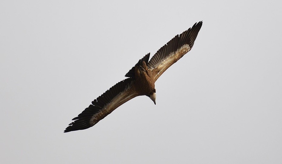 Vaşak Akbaba Doğal Vahşi̇ (1)