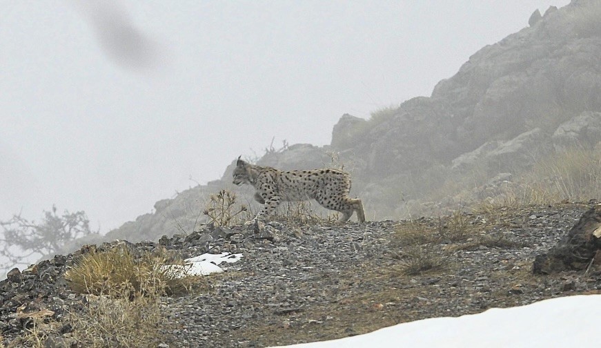 Vaşak Akbaba Doğal Vahşi̇ (2)