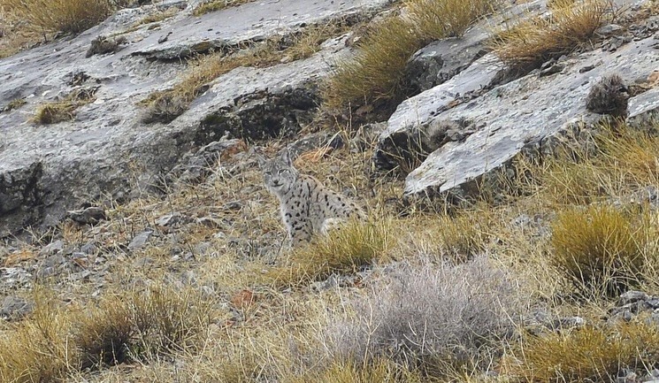 Vaşak Akbaba Doğal Vahşi̇ (4)