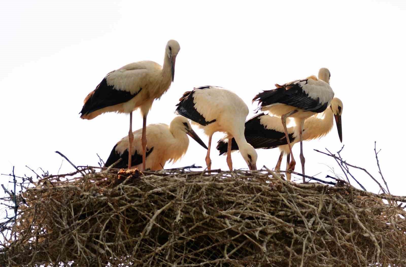 Baharın habercisi leylekler Erzincan'a erken geldi
