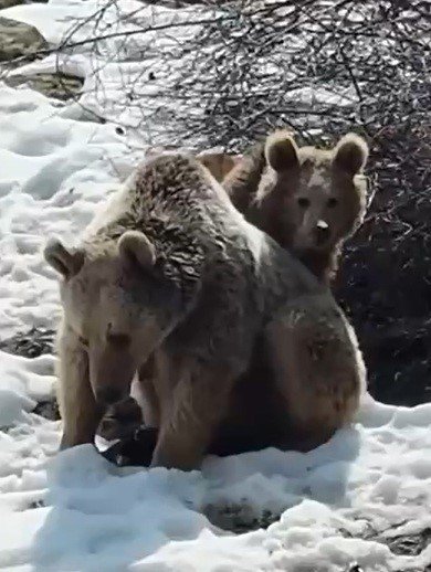 Erzincan'da ayıların kar keyfi kamerada
