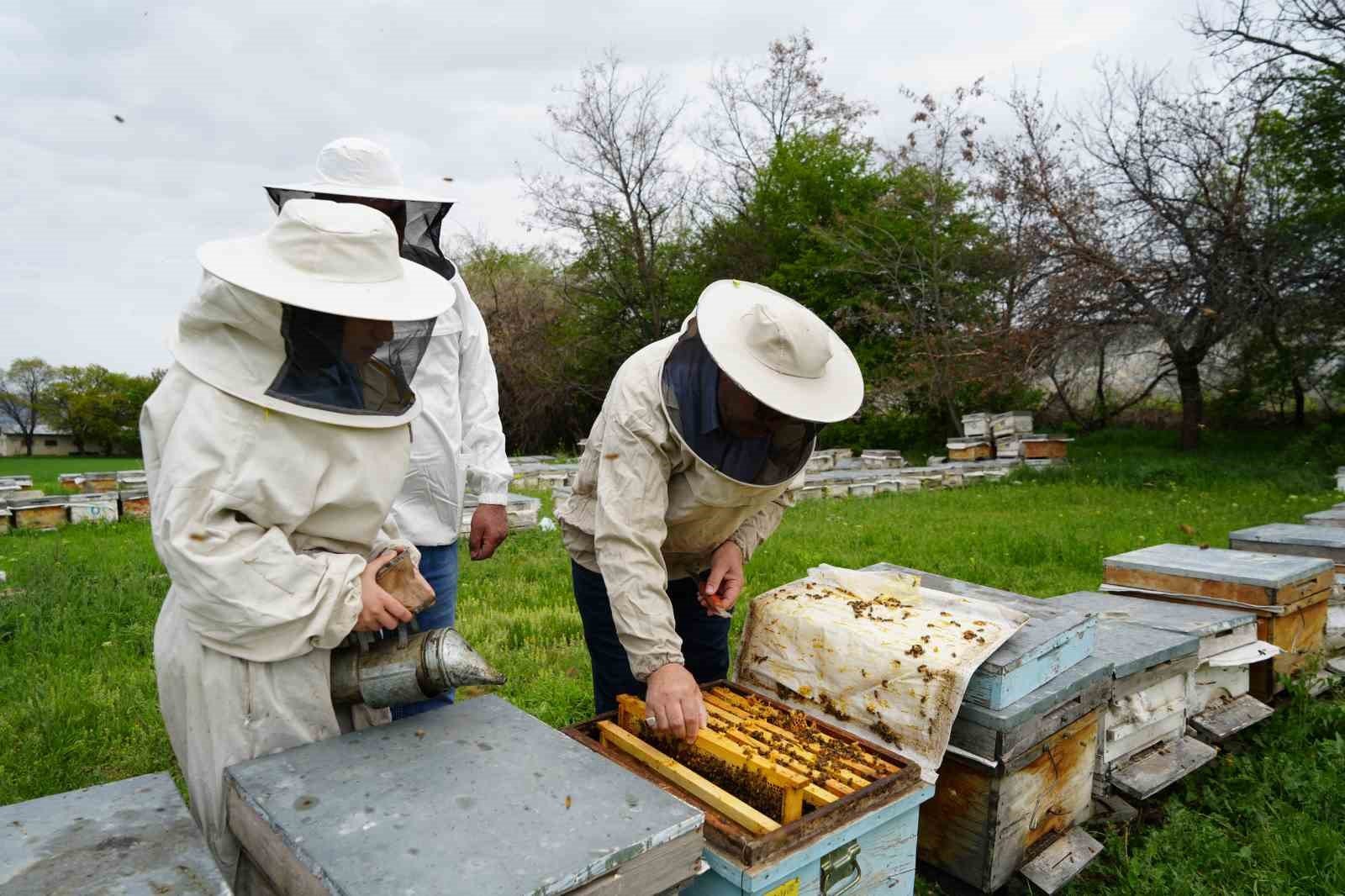 Kış uykusundan uyanan arılar Erzincan'da yeni sezona hazırlanıyor