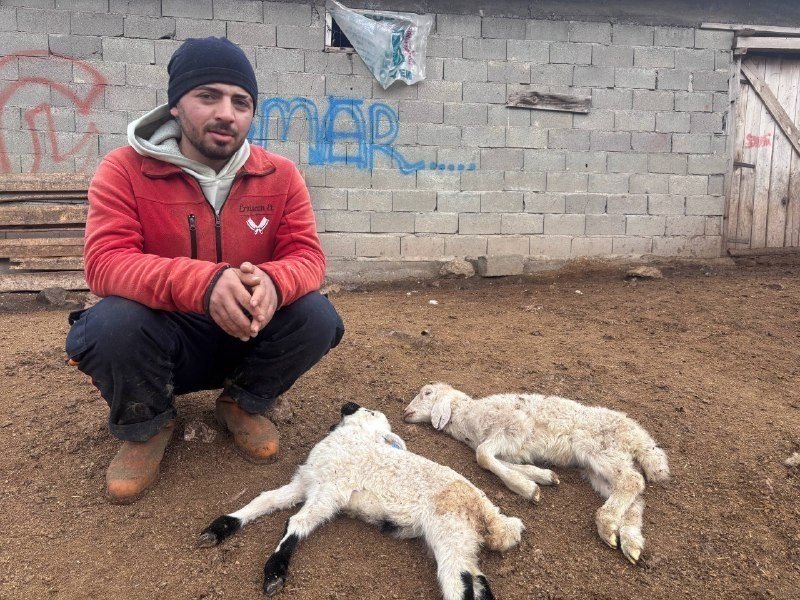 'Kuzu Septisemisi' yeni doğan kuzuları telef ediyor