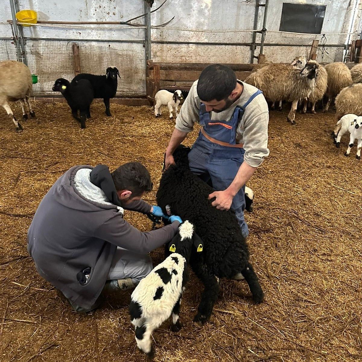 Refahiye'de hayvan sağlığı için sahadalar