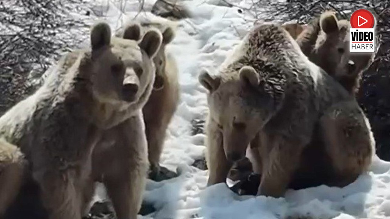 Erzincan'da Ayıların Kar Keyfi Kamerada