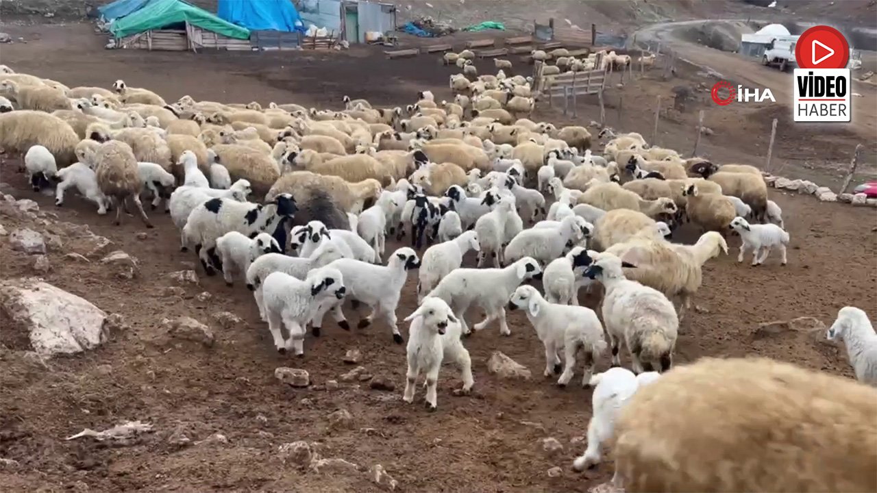 Erzincan’da Kuzuların Anneleriyle Buluşma Anları Görsel Şölen Sundu