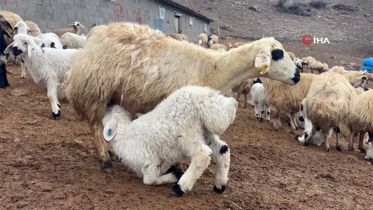 Bahar Kuzular Anneleri̇ 2