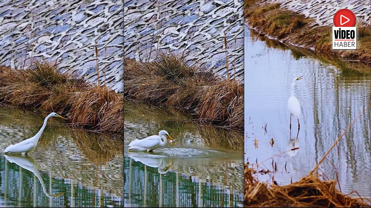 Erzincan’da Doğanın Sessiz Avcısı Görüntülendi