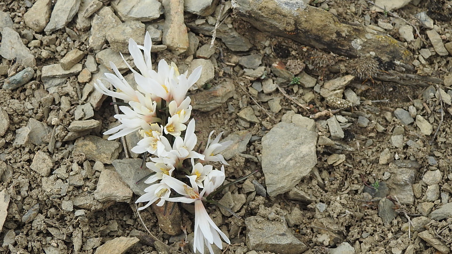 Erzi̇ncan Kardelen (2)