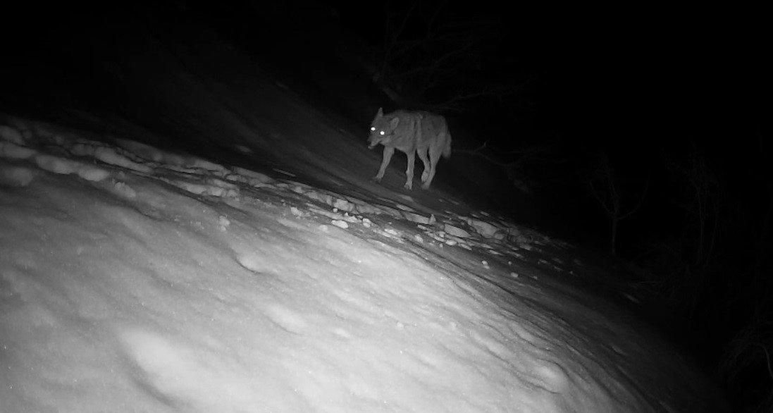 Fotokapan Yaban Yaşami (1)
