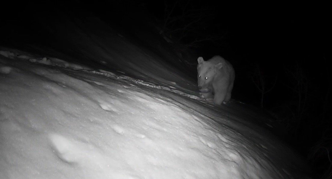 Fotokapan Yaban Yaşami (2)