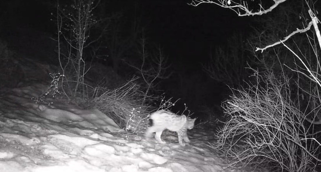 Fotokapan Yaban Yaşami (3)