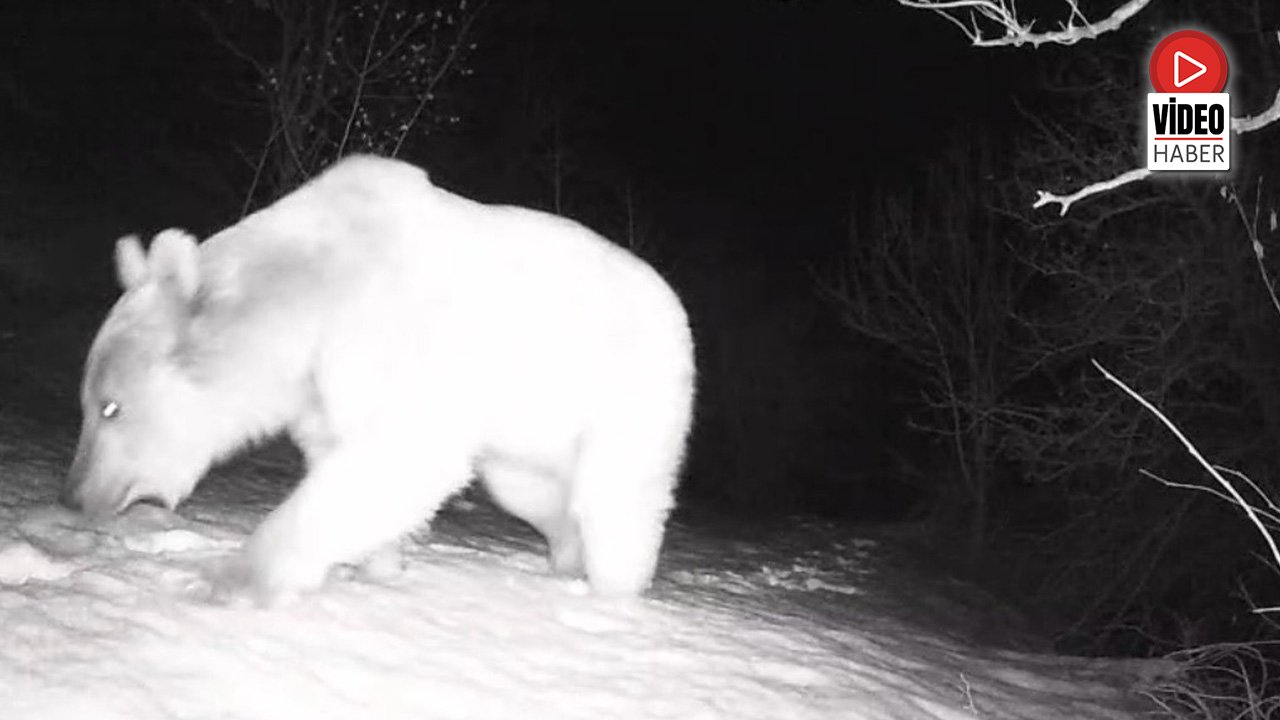 Fotokapana Yansıyan Yaban Hayatı Hareketliliği