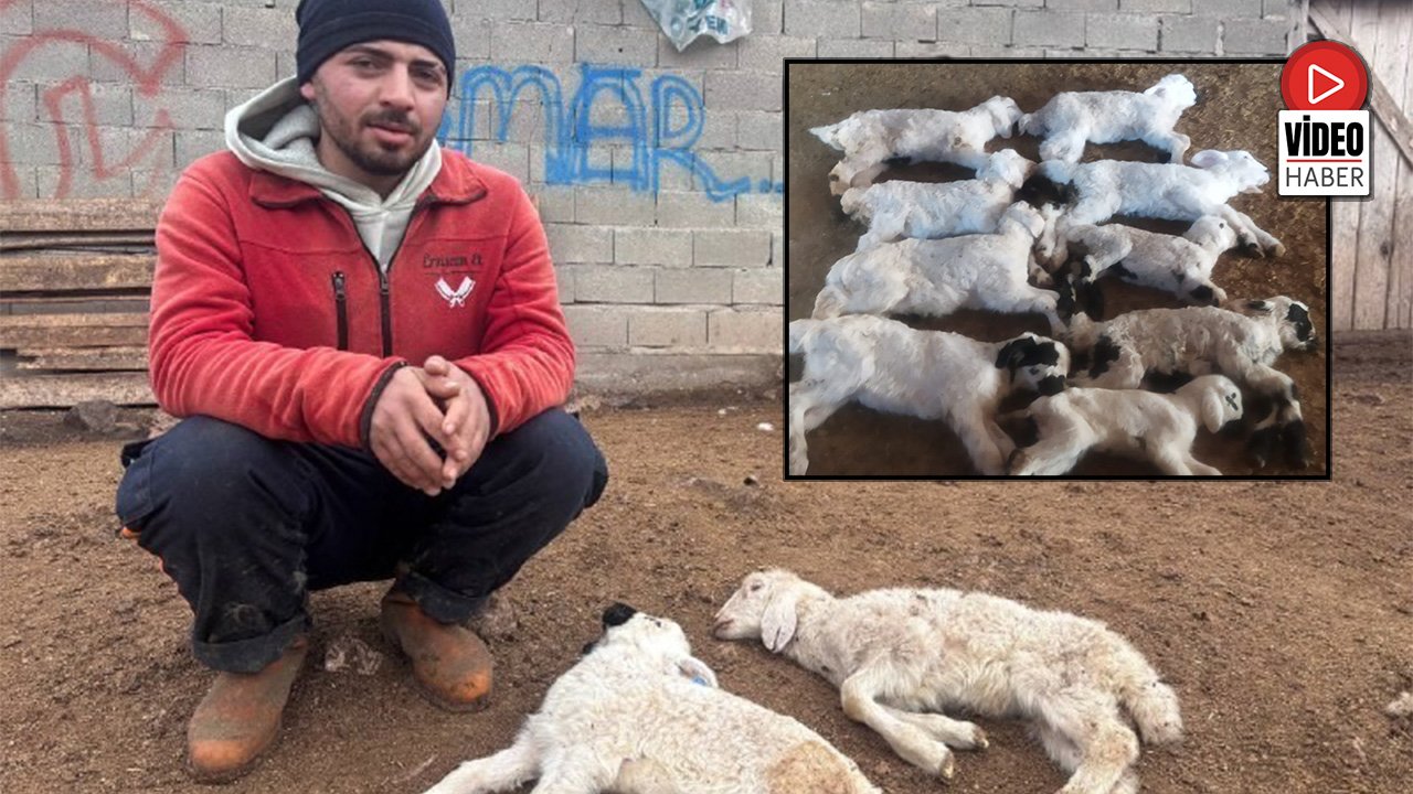 'Kuzu Septisemisi' Yeni Doğan Kuzuları Telef Ediyor