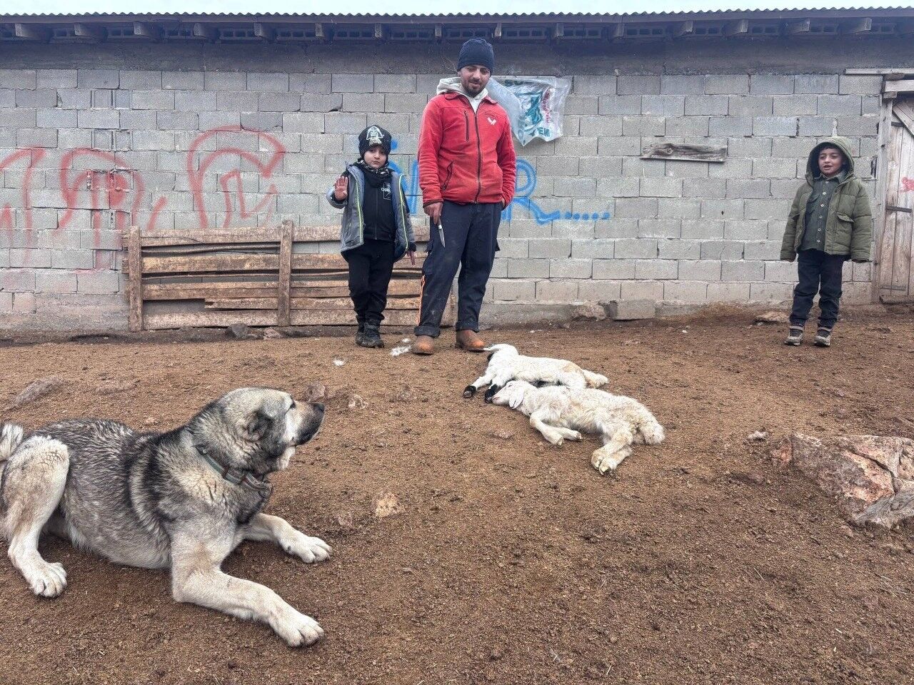 Kuzular Telef Besi̇ci̇ler (1)