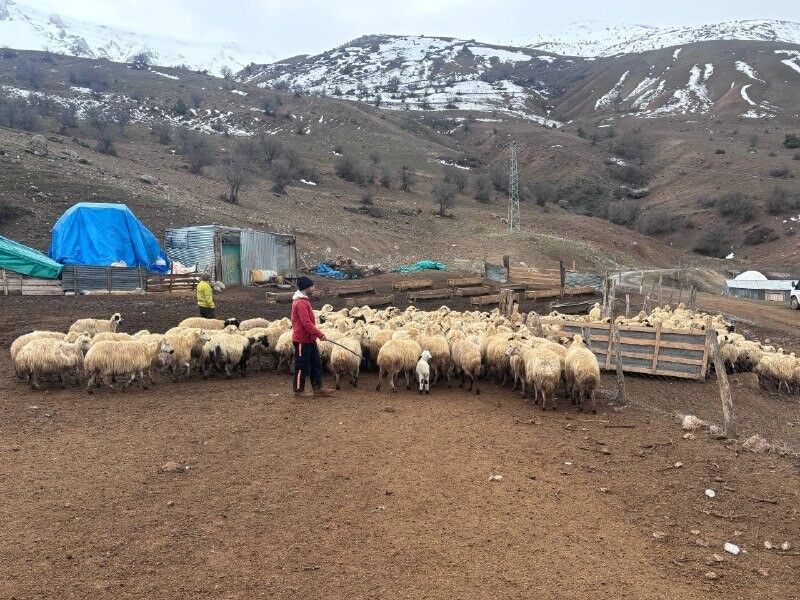 Kuzular Telef Besi̇ci̇ler (4)