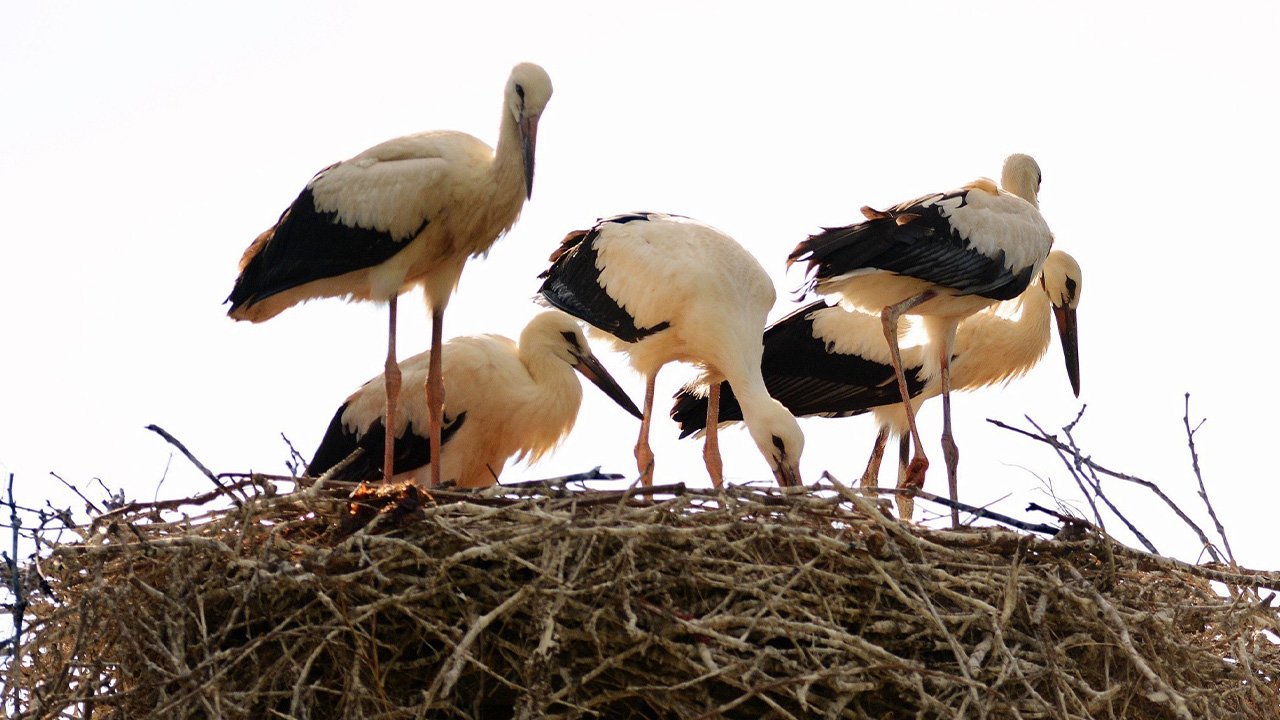 Baharın Habercisi Leylekler Erzincan'a Erken Geldi