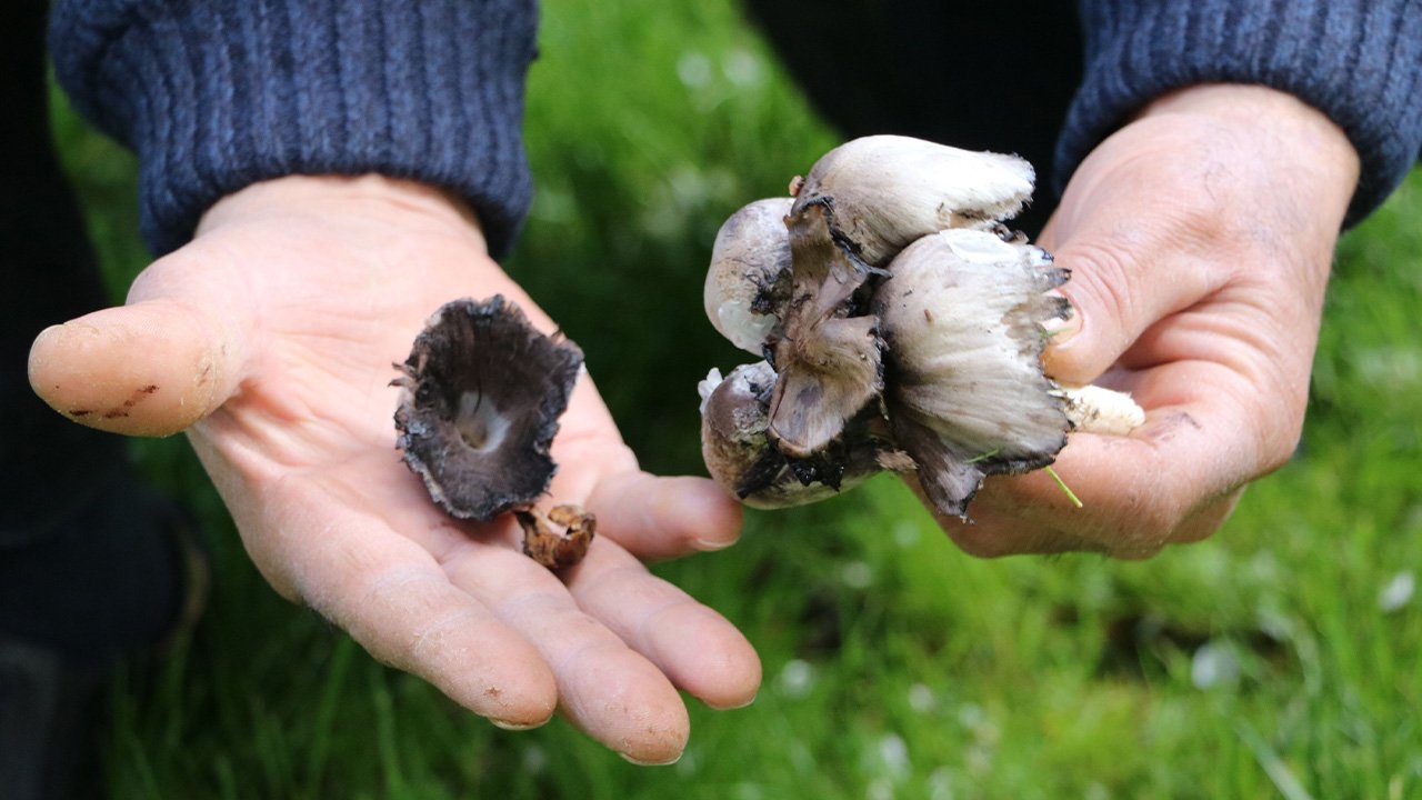 Erzincan’da Yağışlarla Birlikte Mantar Tehlikesi
