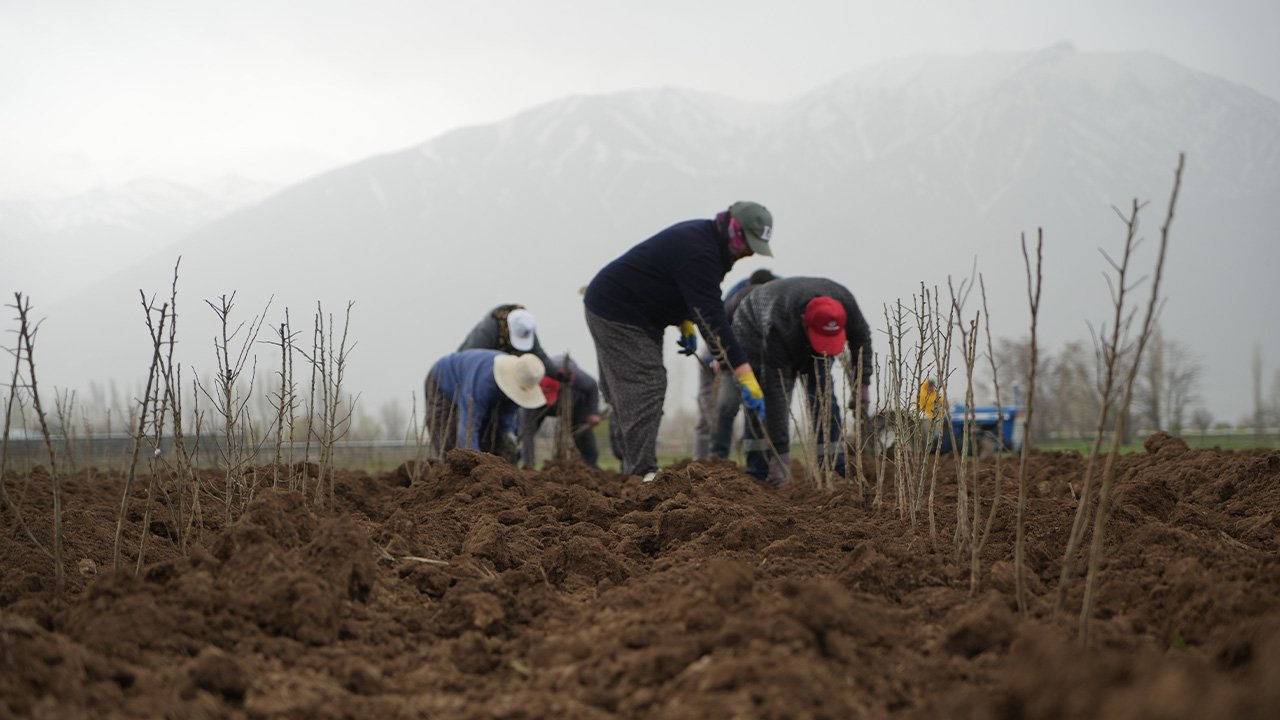 Erzincan Bölgenin Fidan İhtiyacını Karşılıyor