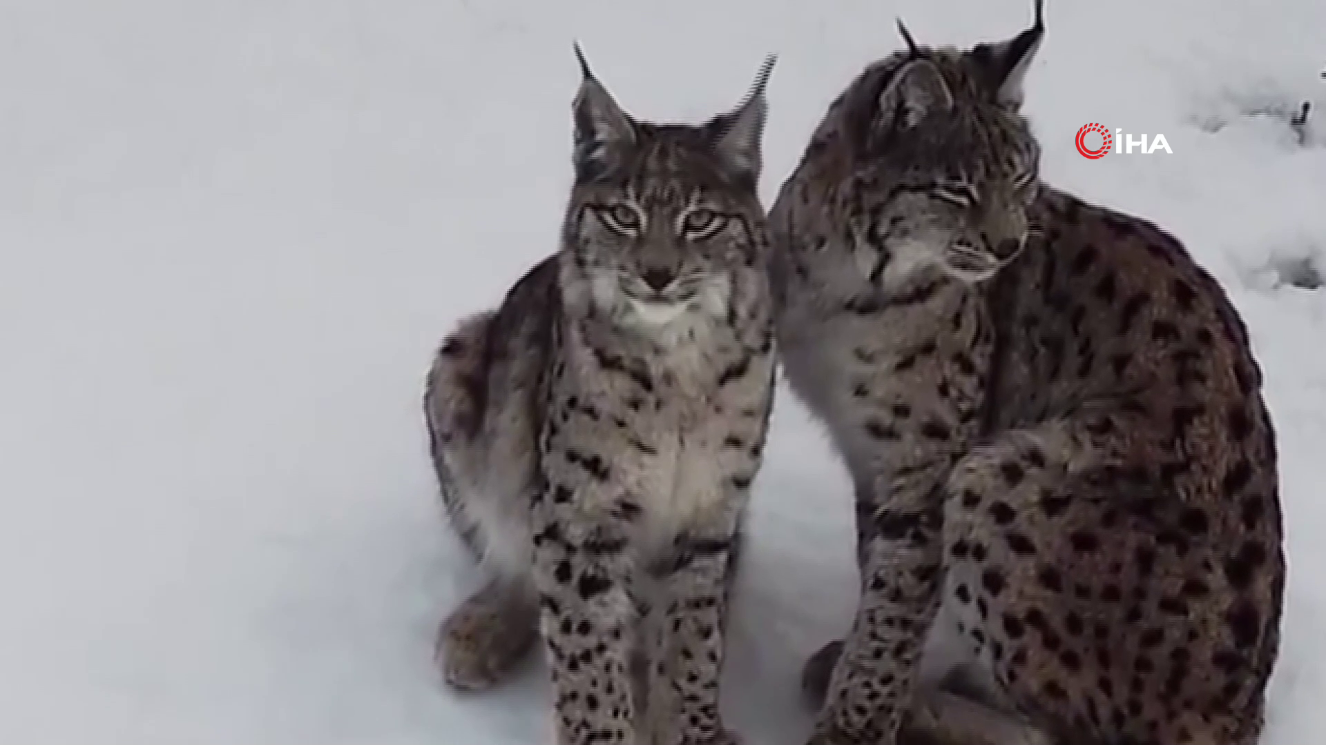 Refahi̇ye Vaşaklar