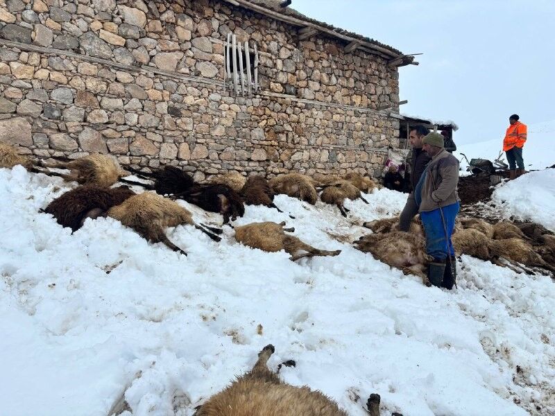 Şahi̇ntepe Köyü Telef Olan Koyunlar (1)