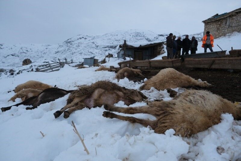 Şahi̇ntepe Köyü Telef Olan Koyunlar (2)