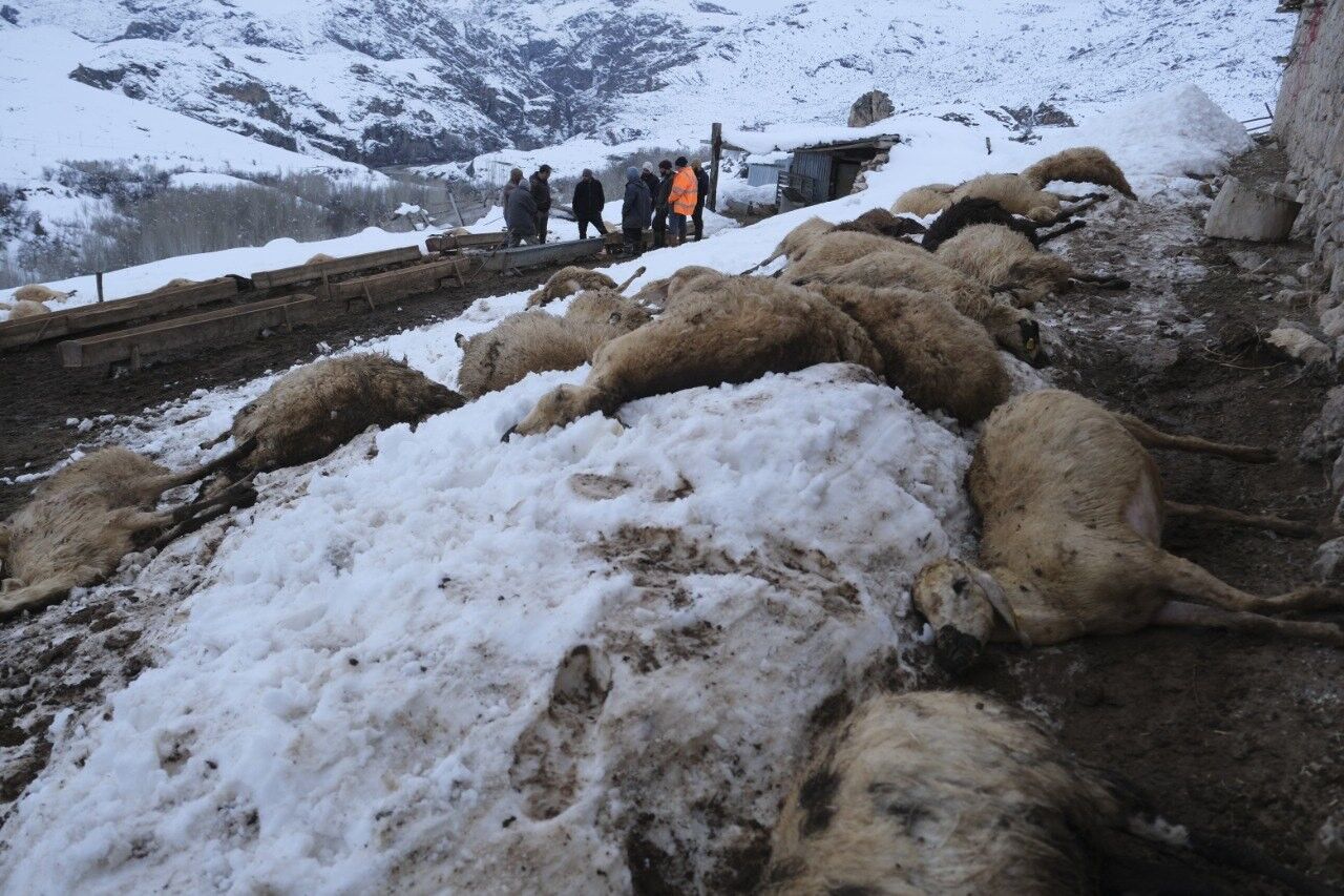 Şahi̇ntepe Köyü Telef Olan Koyunlar (4)