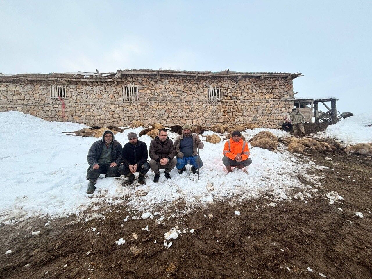 Şahi̇ntepe Köyü Telef Olan Koyunlar (7)