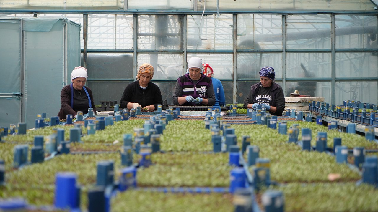 Milyonlarca Sebze Fidesi Profesyonel Ellerde Üretiliyor