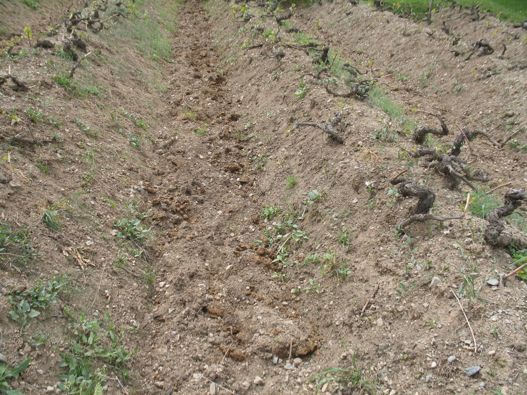 Üzüm Bağlar Gübreleme (4)