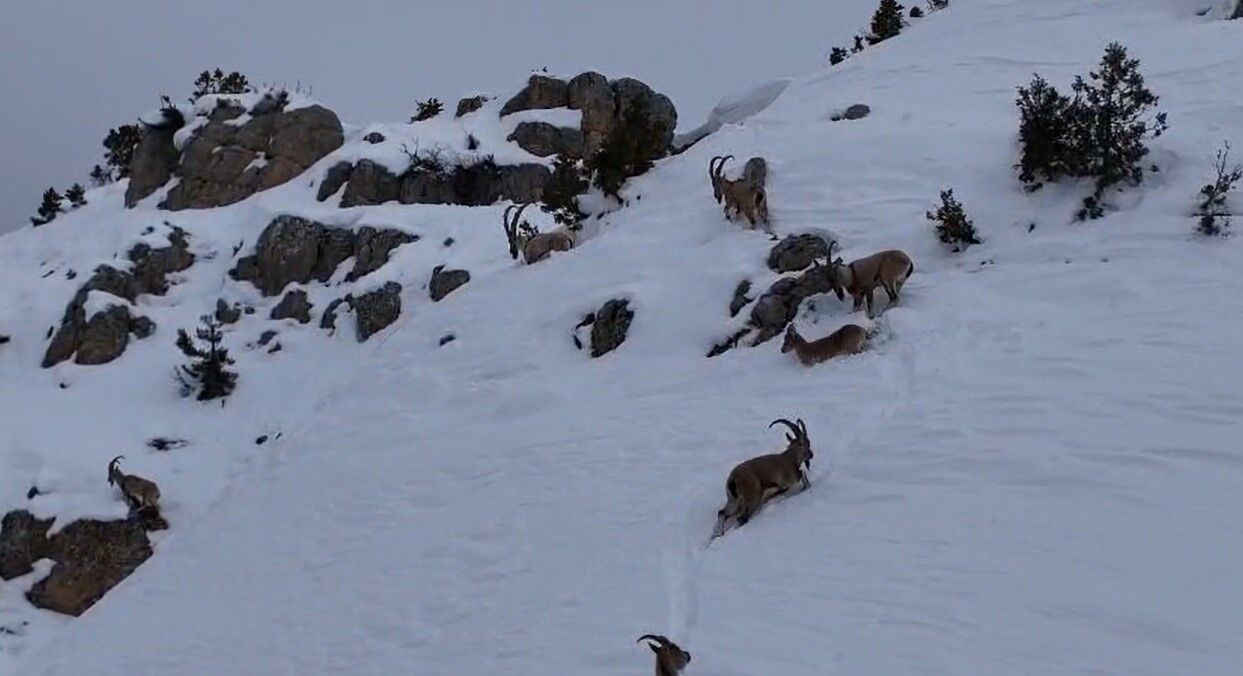 Yaban Keçi̇leri̇ Munzur (3)