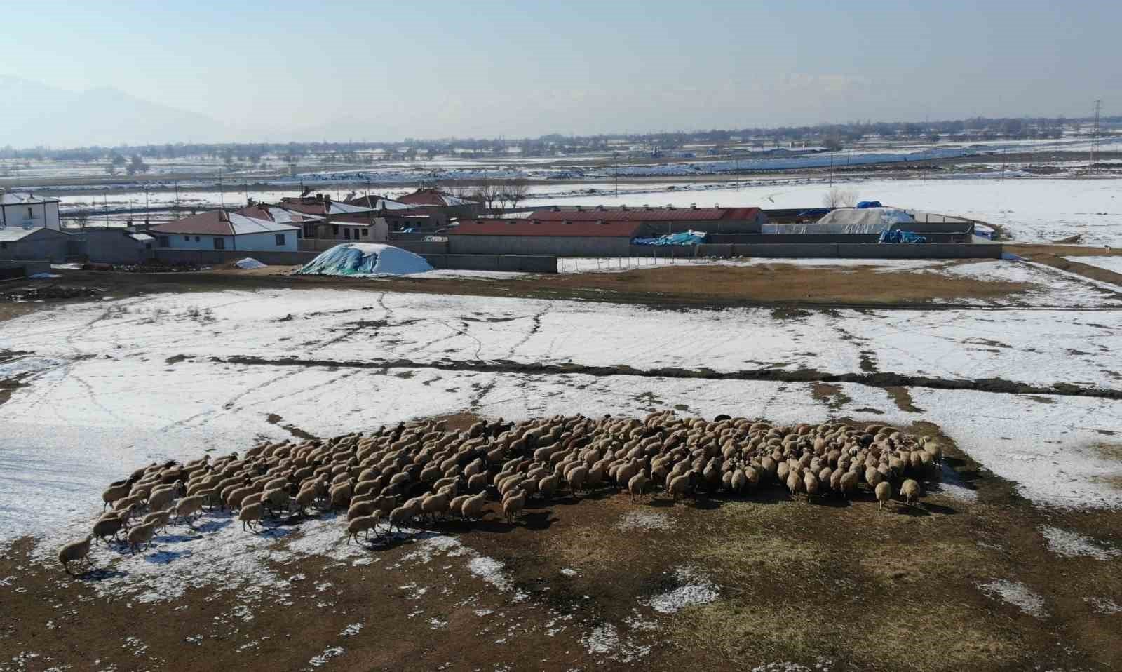 Yeni doğan kuzularla birlikte besicilerde tatlı telaş yaşanıyor