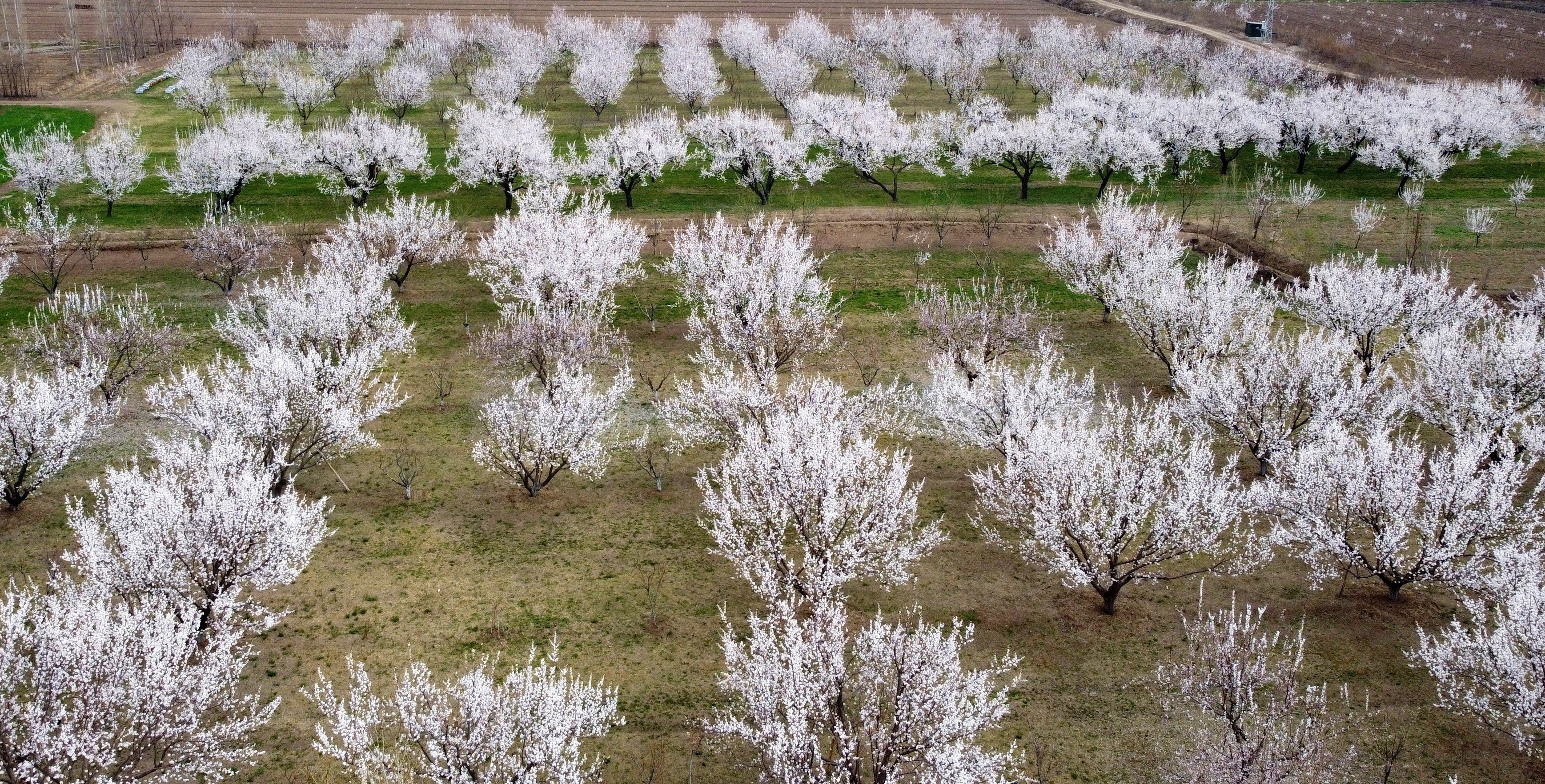 Bahar Çi̇çekler Meyve Ağaçlari (1)