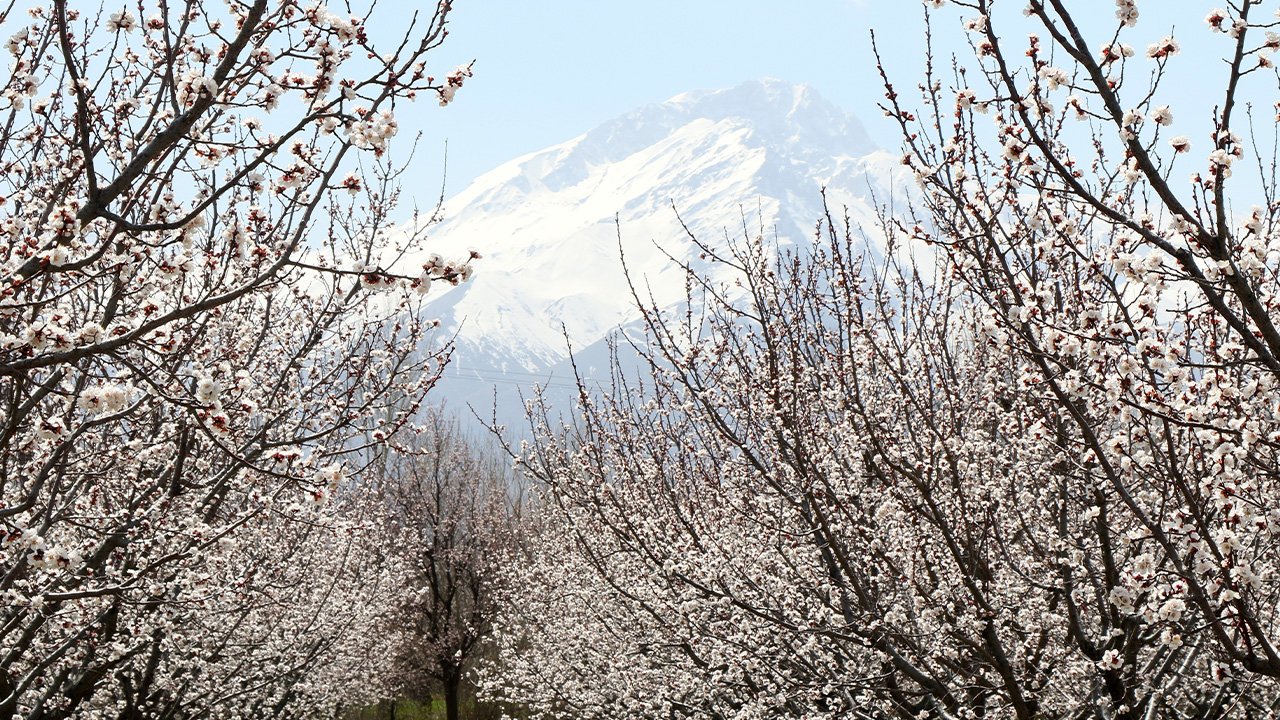Bahar Çi̇çekler Meyve Ağaçlari 22