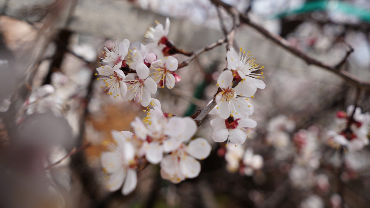 Bahar Çi̇çekler Meyve Ağaçlari 33