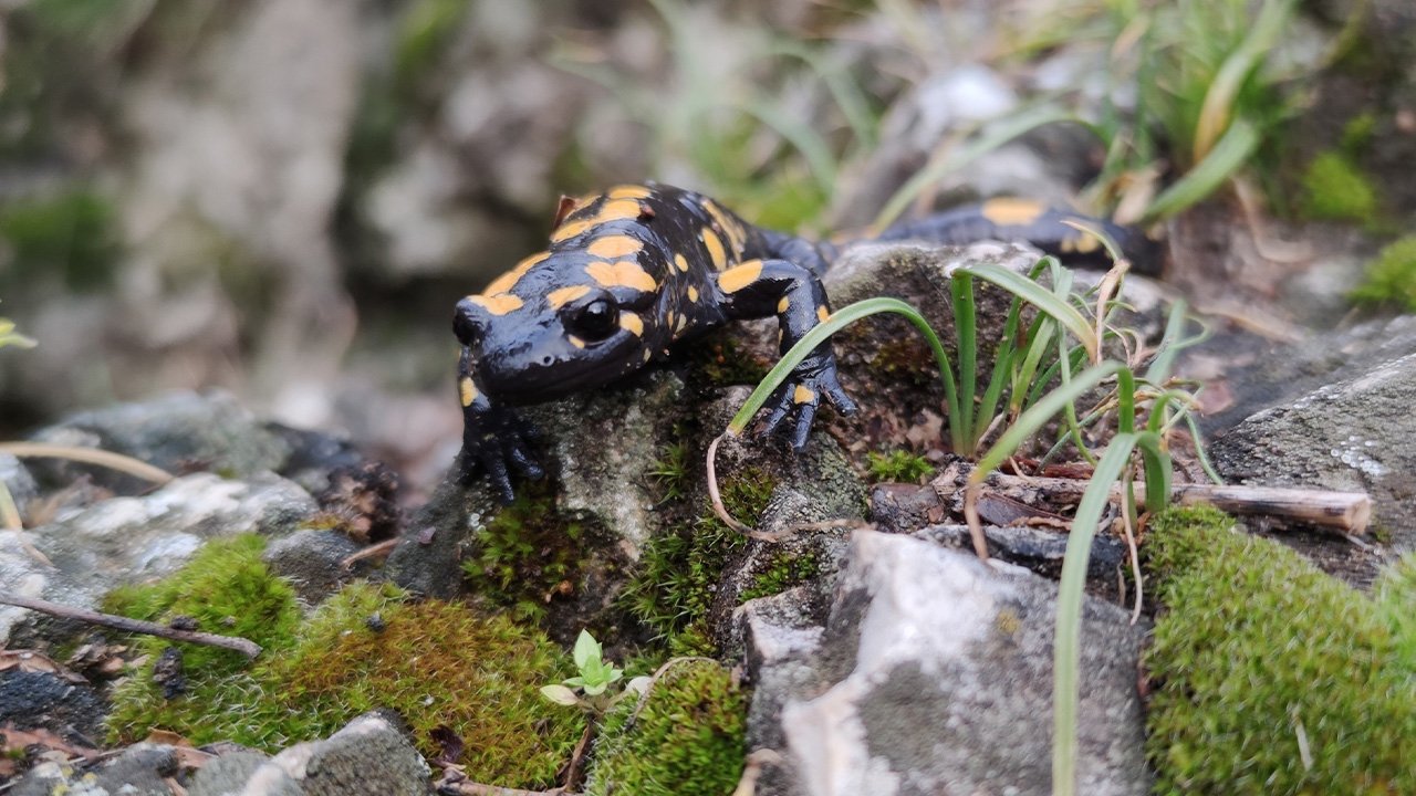 Bahar Doğa Böcekler Hayvanlar 4