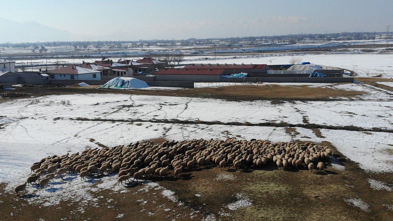 Bahar Kuzular Doğum 1