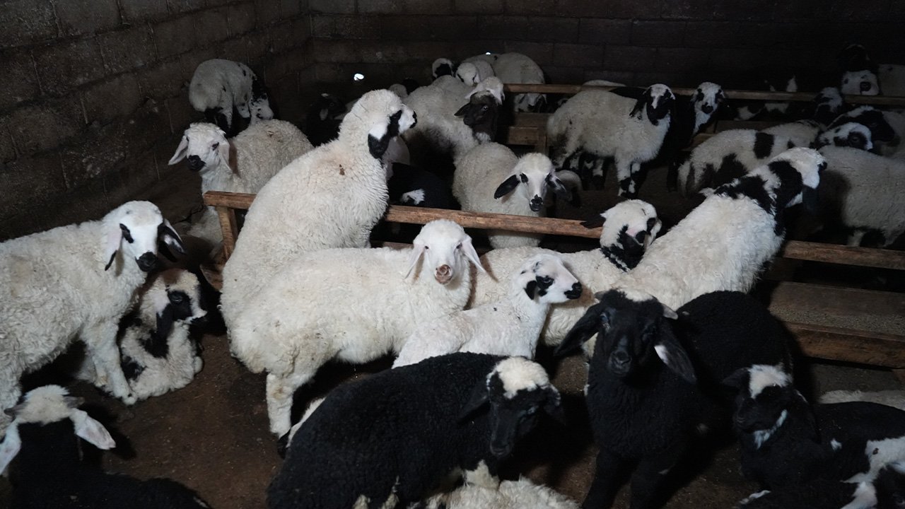 Bahar Kuzular Doğum 2