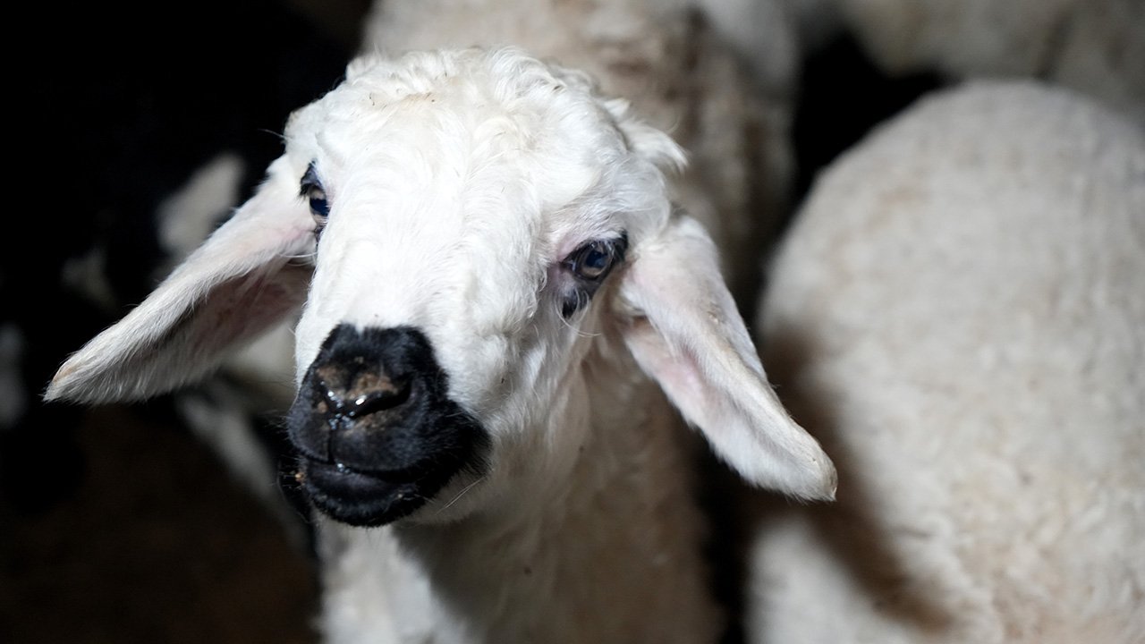 Bahar Kuzular Doğum 3