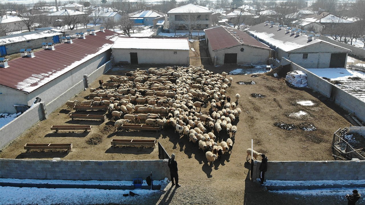 Bahar Kuzular Doğum 4