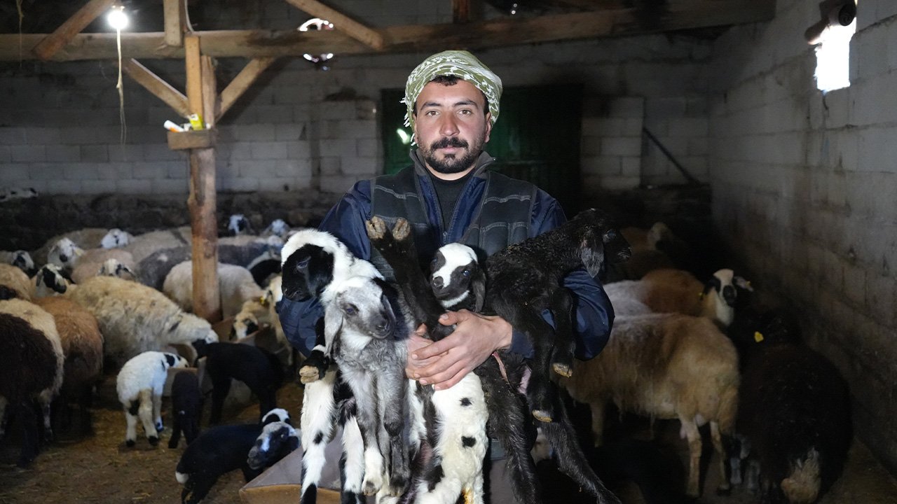 Erzincan’da Bahar, Kuzularla Geldi