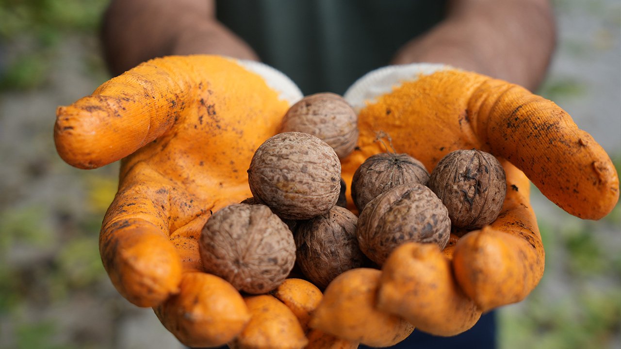 Cevi̇z Antraknoz Uyarisi 4