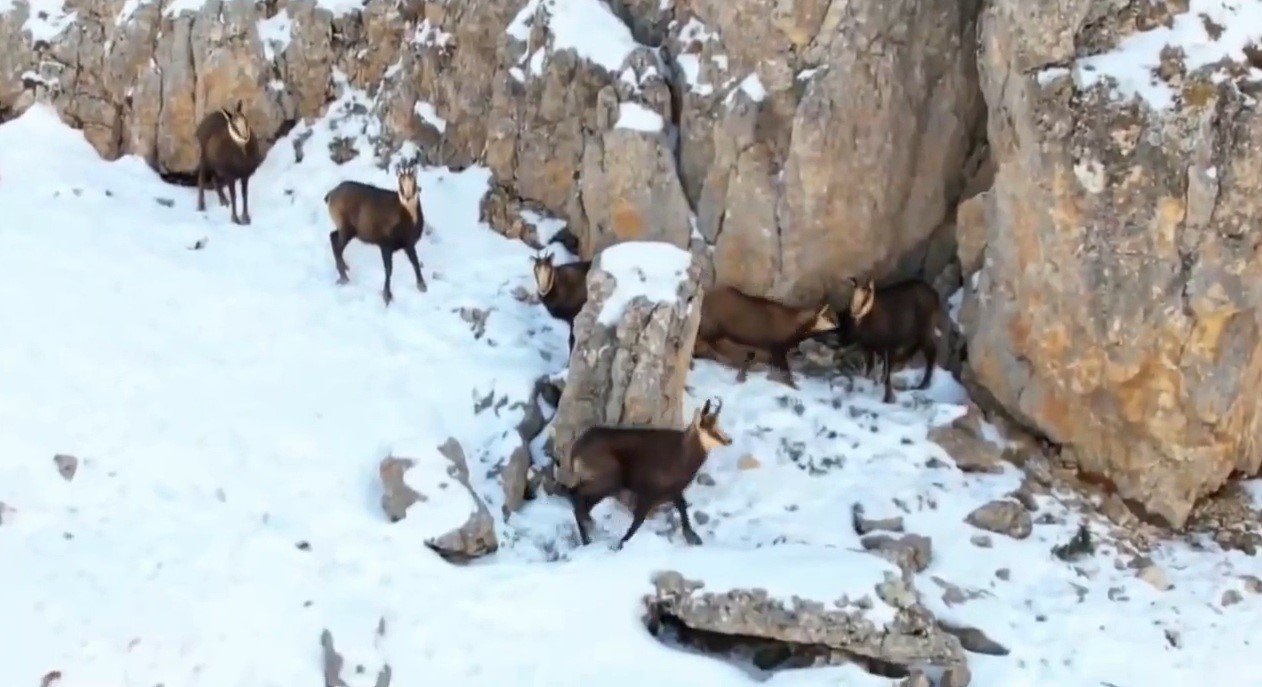 Dağ Keçi̇leri̇ 26 Ni̇san 2026 (1)